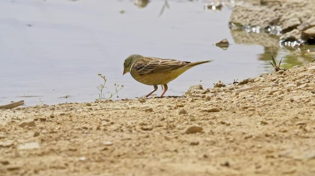 Ortolan Bunting drinking water in the desert