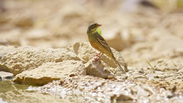 Ortolan Bunting in the desert