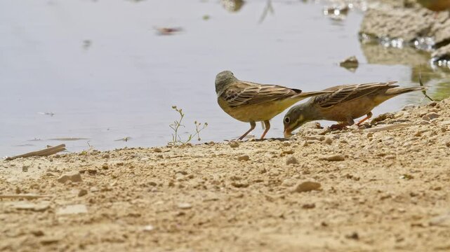 Ortolan Bunting drinking water in the desert