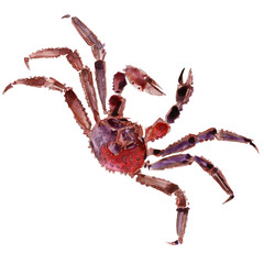 sea crab watercolor isolated on white background. Ocean animal painting watercolor illustration