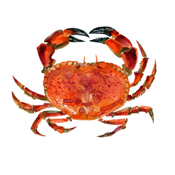 recommend clip art: sea crab watercolor isolated on white background. Ocean animal painting watercolor illustration