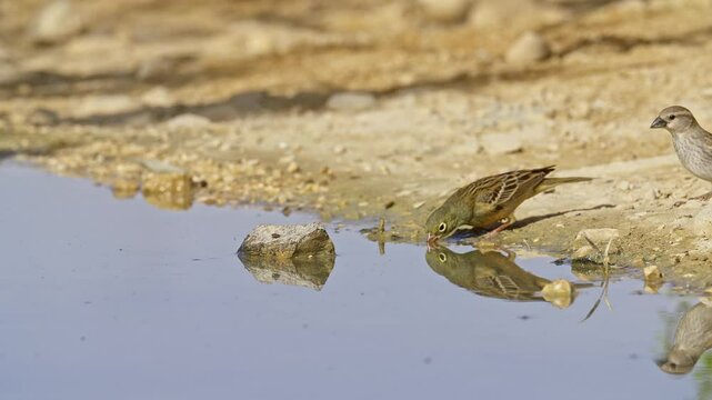 Ortolan Bunting drinking water in the desert