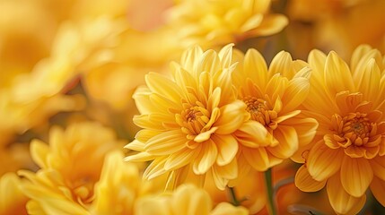 close up yellow flowers background