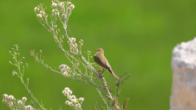Willow Warbler perching on a stalk of grass