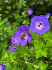 Himalaja-Storchschnabel