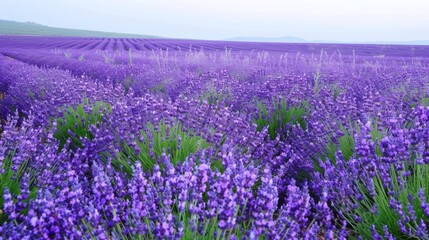 Fototapeta premium Lavender Field in Bloom.