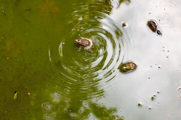 Two Frogs Swimming in Green Pond Water