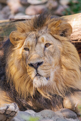 Adult male lion head portrait (panthera leo), resting close view