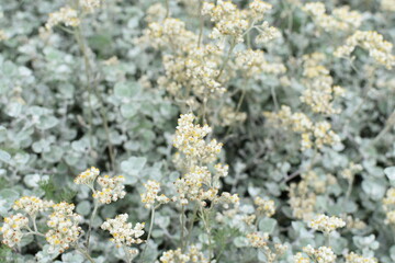 A blooming flower bed.