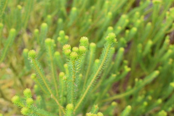 A closeup of a bush.