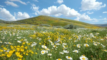 Wildflowers in a Meadow.