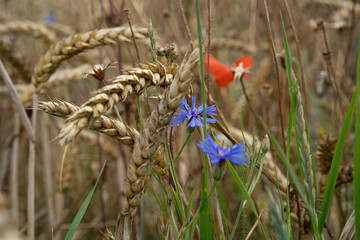 two red poppy blossoms and blue flowers in a wheat field