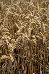 light brown wheat field with gravel paths