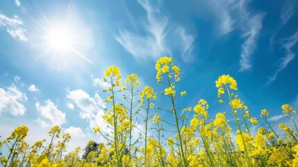 Yellow Flowers Under Blue Sky with Sun.