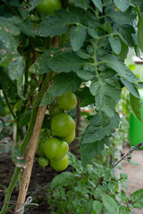 a few red-green tomatoes ripening on a background of leaves on a branch