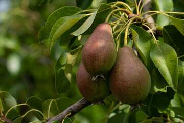 three ripening pears against a background of green leaves