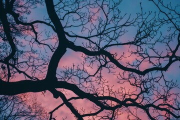 Tree Branch Silhouette Against Twilight Sky