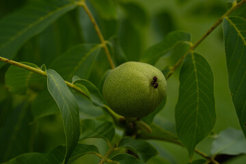 immature walnut fruit against a green background of leaves