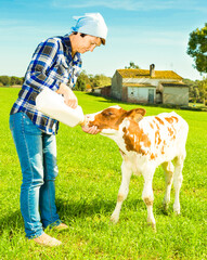 Female employee feeding newborn calf on grass pasture © caftor