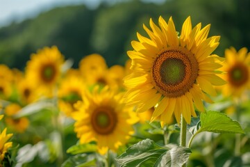 Obraz premium Sunflower Field in Bloom