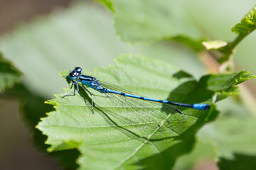 Azure Damselfly, Coenagrion puella, adult male on the leaf