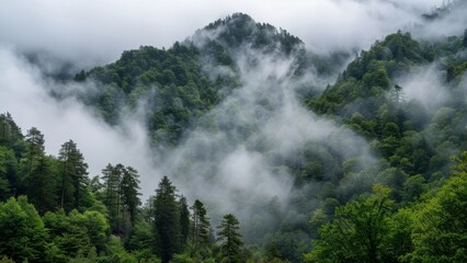 Fototapeta premium Foggy mountain landscape with coniferous forest and mountains.