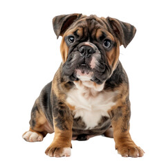 Obraz premium English bulldog on a transparent background