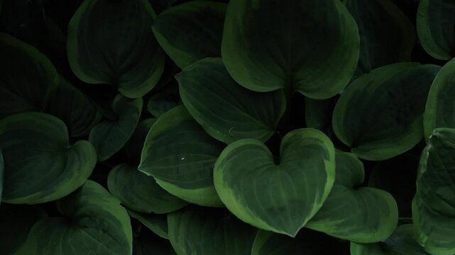Green leaves of hosta plant in the garden