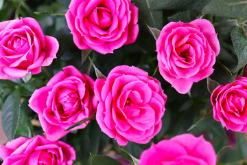 floral background of pink roses