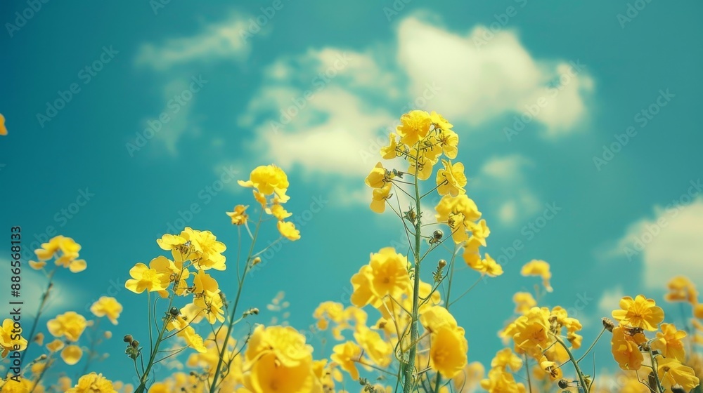 Sticker Yellow Flowers Against A Blue Sky.