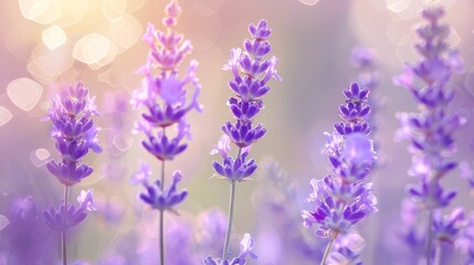 Obraz premium Lavender Flowers in Soft Focus with Bokeh.