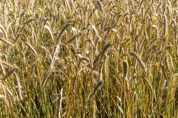 cereals in the sun shortly before harvest