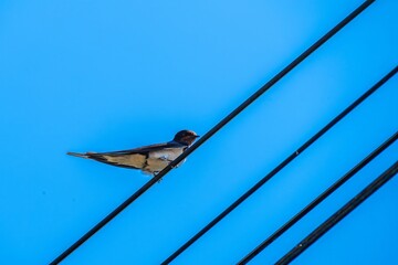 swallow a small bird with dark glossy blue backs red throat pale underparts and long tail streamers perched on cables with blue sky in the background © Penny