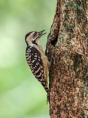 woodpecker on tree