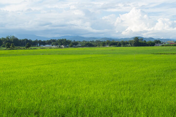 green rice field with sky in Thailand