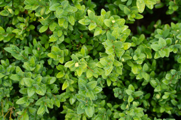 Obraz premium small-flowered shrub with a background of green leaves