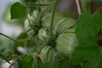 two ripening tomatoes blossom against a background of green leaves