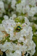 greenish beetle on white flower petals flower on green leaf background