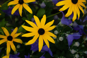 Obraz premium yellow-brown flower blossom on a background of berry green leaves