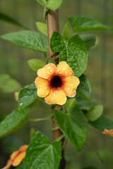yellow-orange flower blossom on a background of berry green leaves
