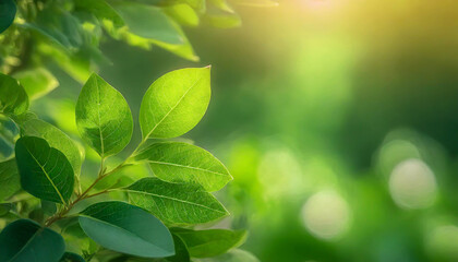 Close up of nature view green leaf on blurred greenery background under sunlight with bokeh and copy space using as background natural plants landscape, ecology wallpaper or cover concept.