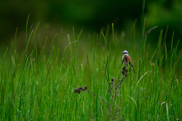 Neuntöter - Männchen // Red-backed shrike - male (Lanius collurio) 