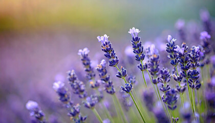 close up shot of lavender flowers