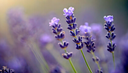 close up shot of lavender flowers