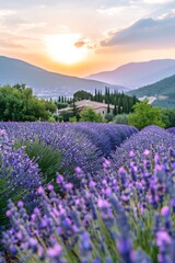Fototapeta premium A panoramic view of a captivating lavender field in full bloom, highlighted by a soft purple hue and sunlight