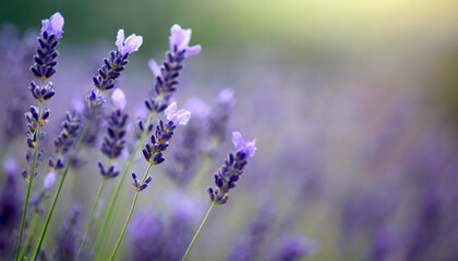 Naklejka premium close up shot of lavender flowers