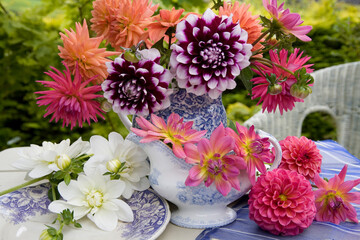 Dahlias still life in  vases on a table outdoors