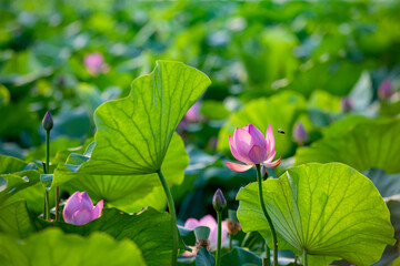 In summer, red lotus flowers are particularly bright against the backdrop of green lotus leaves