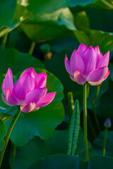 Obraz premium In summer, red lotus flowers are particularly bright against the backdrop of green lotus leaves