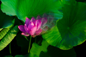 In summer, the red lotus flowers are particularly bright against the green lotus leaves, with multiple exposure effect